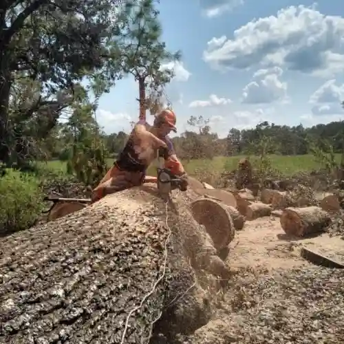 A volunteer uses a chainsaw to cut a large fallen tree into sections under a sunny sky.