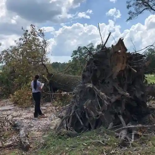 A person stands near an uprooted tree with massive exposed roots after a storm.